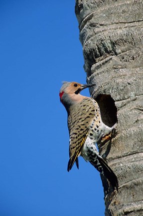 Framed Northern Flicker At Nest Cavity, Florida Print