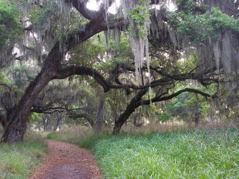 Framed Trail Beneath Moss Covered Oak Trees, Florida Florida Print