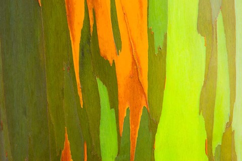 Framed Rainbow Eucalyptus Bark, Hawaii Print