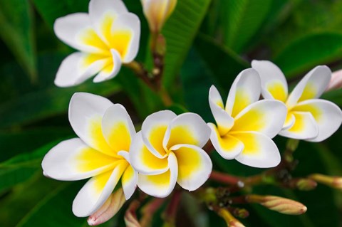 Framed Plumeria Flowers, Island Of Kauai, Hawaii Print