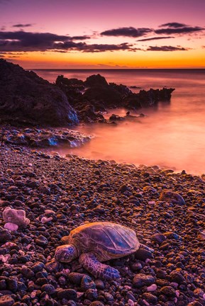 Framed Hawaiian Green Sea Turtle On A Lava Beach At Sunset, Hawaii Print