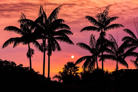 Framed Sunset Through Silhouetted Palm Trees, Kona Coast, Hawaii Print