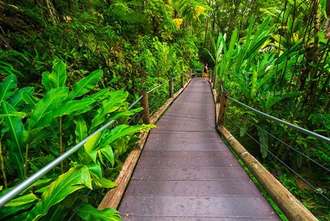 Framed Trail At The Hawaii Tropical Botanical Garden Print