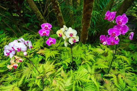 Framed Orchids At The Hawaii Tropical Botanical Garden Print