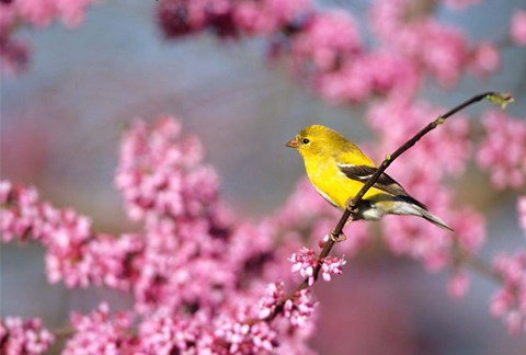 Framed American Goldfinch In Eastern Redbud, Marion, IL Print