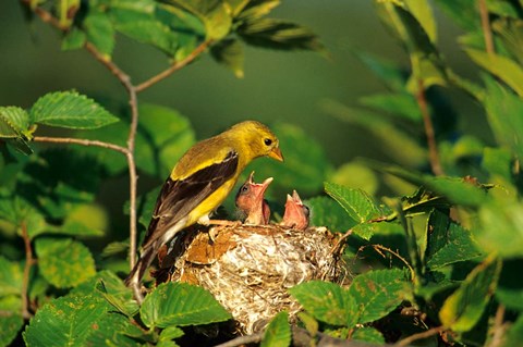 Framed American Goldfinch With Nestlings At Nest, Marion, IL Print