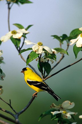 Framed American Goldfinch In A Dogwood Tree, Marion, IL Print