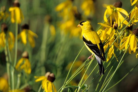 Framed American Goldfinch On Gray-Headed Coneflowers, Marion, IL Print