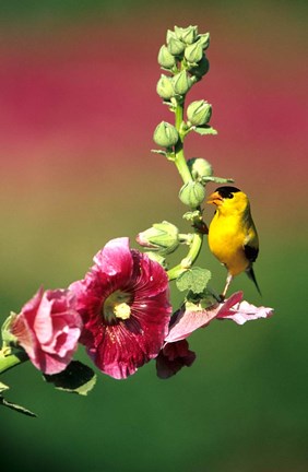 Framed American Goldfinch On Hollyhock, Marion, IL Print