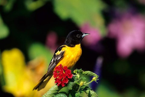 Framed Baltimore Oriole On Lantana, Marion, IL Print