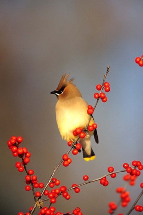 Framed Cedar Waxwing In Common Winterberry, Marion, IL Print