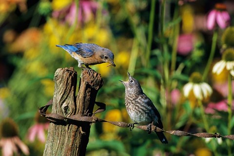 Framed Eastern Bluebird Feeding Fledgling On Fence Print