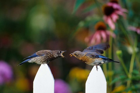 Framed Eastern Bluebird Feeding Fledgling  A Worm, Marion, IL Print