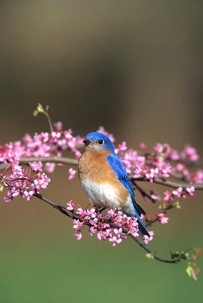 Framed Eastern Bluebird In Redbud Tree, Marion, IL Print