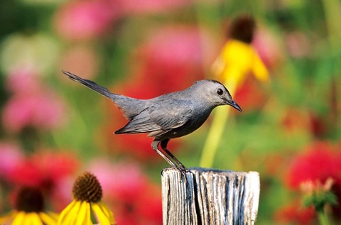 Framed Gray Catbird On A Fence Post, Marion, IL Print