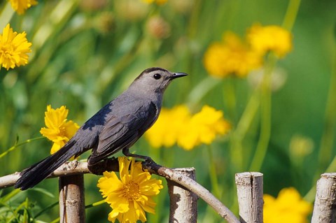 Framed Gray Catbird On A Wooden Fence, Marion, IL Print