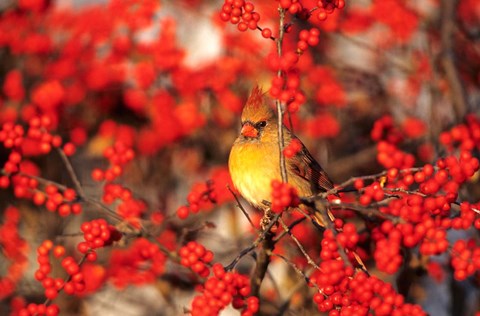 Framed Northern Cardinal In Common Winterberry Marion, IL Print