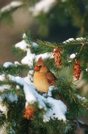 Framed Northern Cardinal In A Spruce Tree In Winter, Marion, IL Print