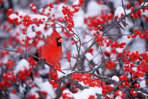 Framed Northern Cardinal In The Winter, Marion, IL Print