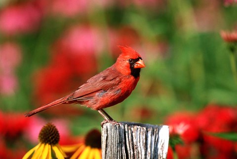 Framed Northern Cardinal On A Fence Post, Marion, IL Print