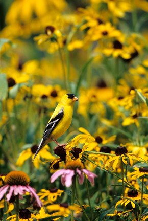 Framed American Goldfinch On Black-Eyed Susans, Illinois Print