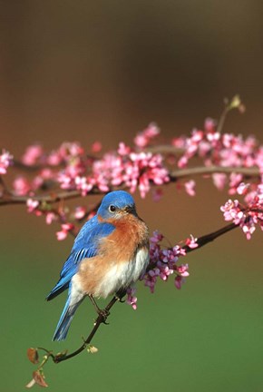 Framed Eastern Bluebird N Redbud Tree In Spring, Illinois Print