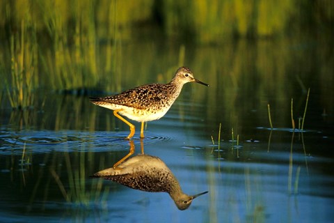 Framed Greater Yellowlegs In Wetland, Illinois Print