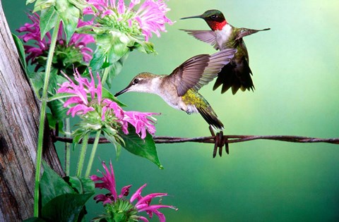 Framed Ruby-Throated Hummingbirds At Bee Balm Print