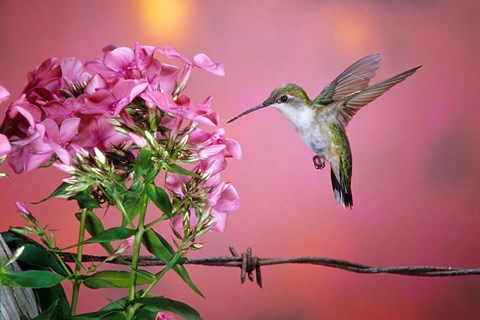 Framed Ruby-Throated Hummingbird Near Garden Phlox Print