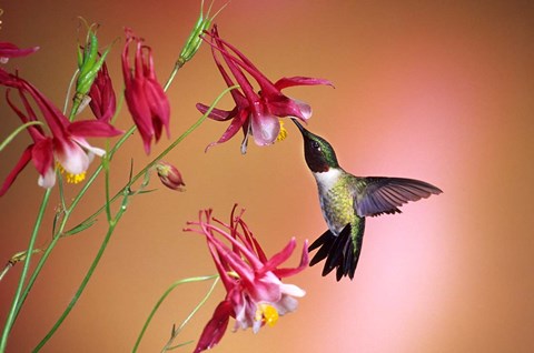 Framed Ruby-Throated Hummingbird On Crimson Star Columbine Print