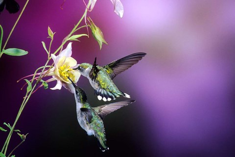 Framed Ruby-Throated Hummingbird Females At Mckana Hybrid Columbine, Shelby County, Illinois Print