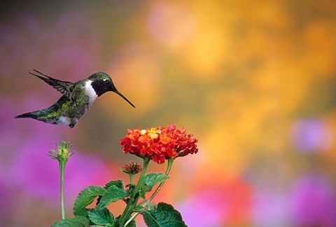 Framed Ruby-Throated Hummingbird At Dallas Red Lantana Print