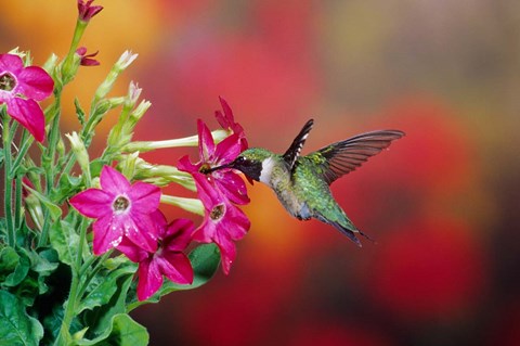 Framed Ruby-Throated Hummingbird At Hummingbird Rose Pink Nicotiana Print
