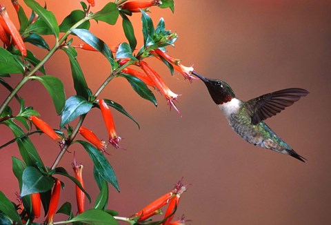 Framed Ruby-Throated Hummingbird At Cigar Plant Print