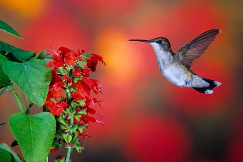 Framed Ruby-Throated Hummingbird On Scarlet Sage Print