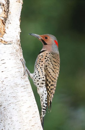 Framed Northern Flicker On A Birch Tree Print