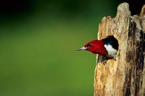 Framed Red-Headed Woodpecker In Nest Cavity, Illinois Print