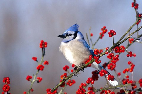 Framed Blue Jay In Icy Green Hawthorn Tree Print