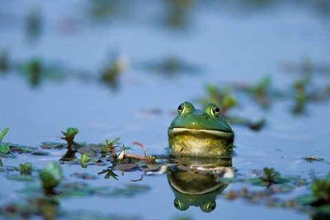 Framed American Bullfrog In The Wetlands Print