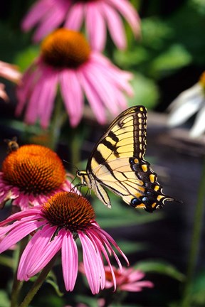 Framed Eastern Tiger Swallowtail On A Purple Coneflower Print