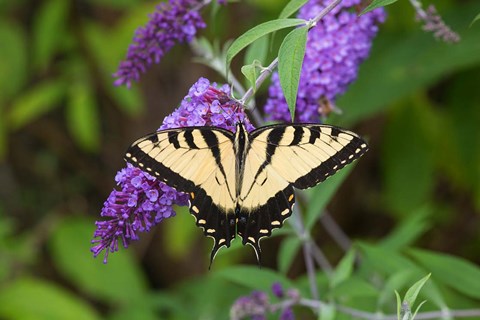 Framed Eastern Tiger Swallowtail On Butterfly Bush Print