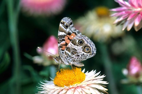 Framed American Lady Butterfly On An Outback Paper Daisy Print