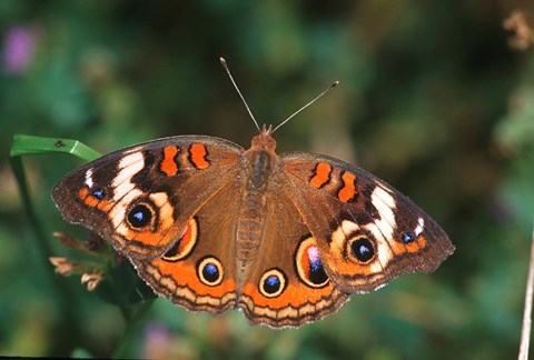 Framed Common Buckeye Print