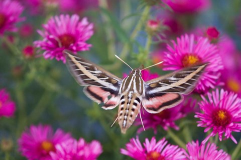 Framed White-Lined Sphinx Moth On An Alma Potschke Aster Print