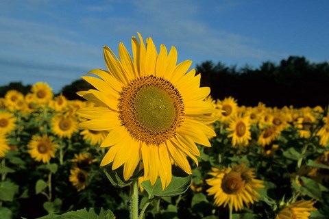 Framed Common Sunflower Field, Illinois Print