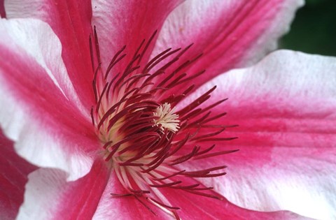 Framed Carnaby Clematis Flower, Marion County, Illinois Print