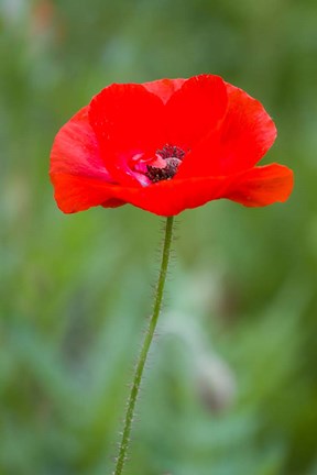 Framed Red Poppy, Cantigny Park, Wheaton, Illinois Print