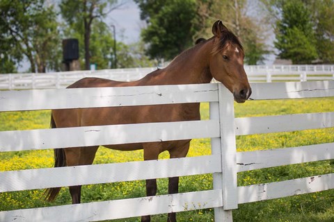Framed Horse At Fence, Kentucky Print
