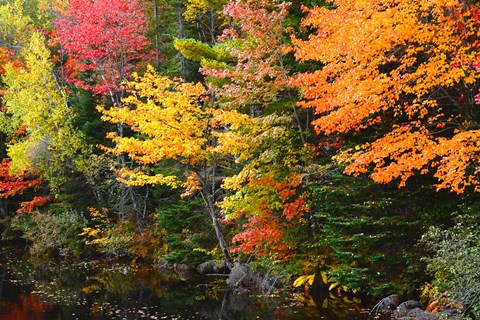 Framed Autumn Trees Along The Sheepscot River, Maine Print