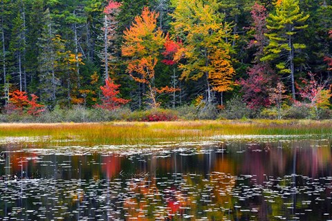 Framed Somes Pond In Autumn, Somesville, Maine Print